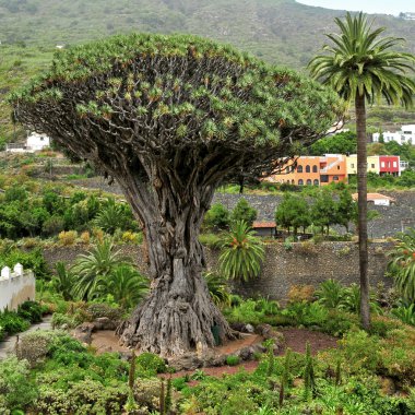 Drago milenario de icod de los vinos Tenerife, Kanarya Adaları