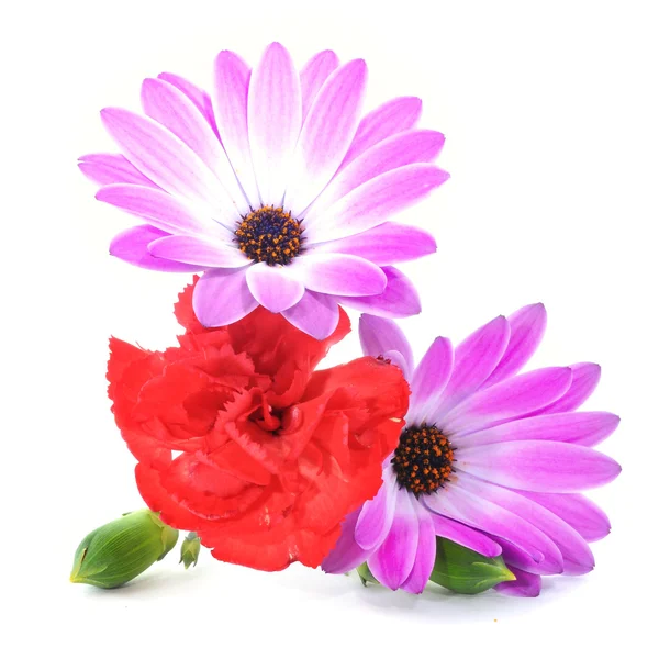 Violette Gänseblümchen und rote Nelken — Stockfoto
