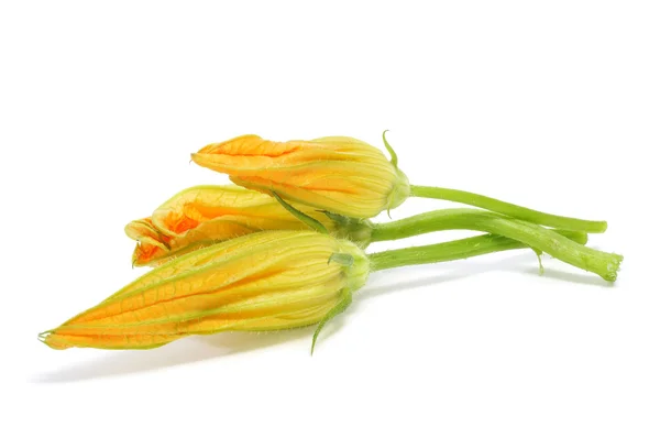 Zucchini flowers — Stock Photo, Image