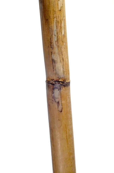 Сухой тростник — стоковое фото