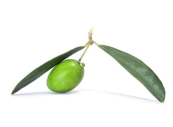 オリーブの枝 — ストック写真