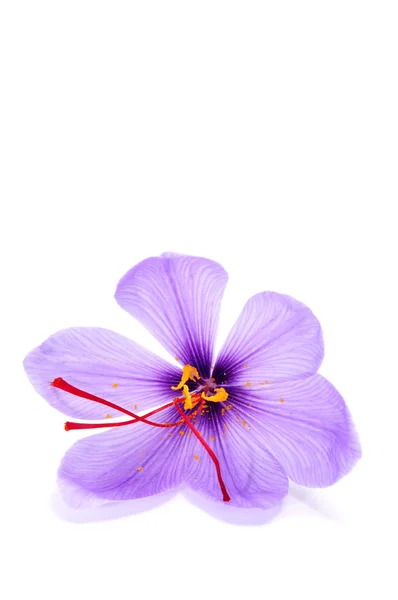 Saffran blomma — Stockfoto