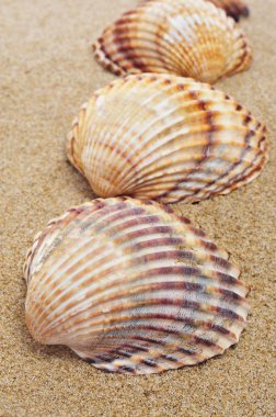 Seashells on the sand clipart