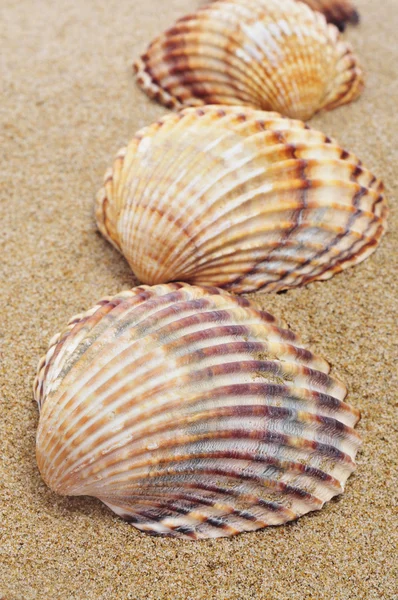 Conchas marinas en la arena —  Fotos de Stock