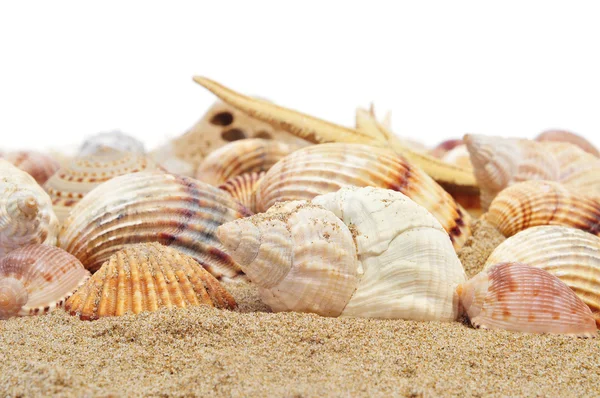 Seashells and seastar — Stock Photo, Image