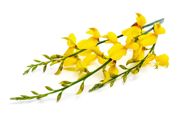 Španělský koště květiny — Stock fotografie