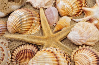 Seashells and seastar clipart