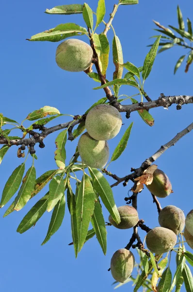 Almond tree — Stock Photo, Image