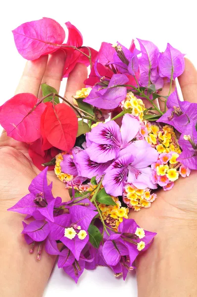 Руки повні квітів — стокове фото