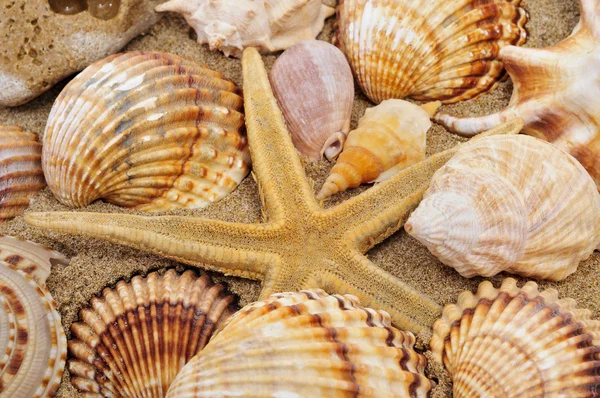 贝壳和海星 — 图库照片