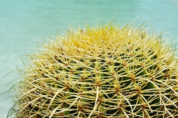 Round cactus — Stock Photo, Image