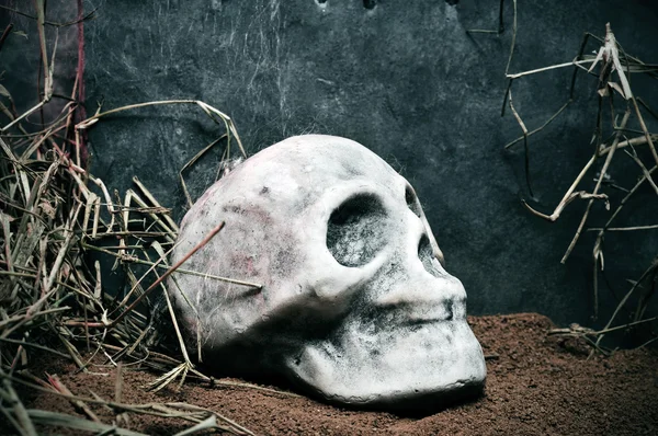 Crâne sur une tombe — Photo