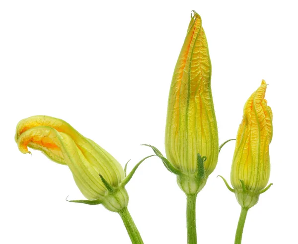 Kwiaty cukinii — Zdjęcie stockowe