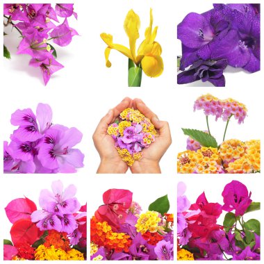 Flowers collage clipart