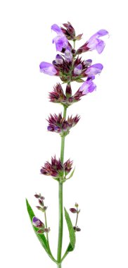 Salvia clipart