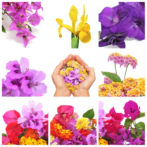 stock image Flowers collage
