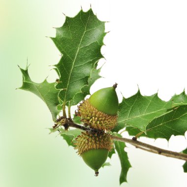 Oak branch clipart