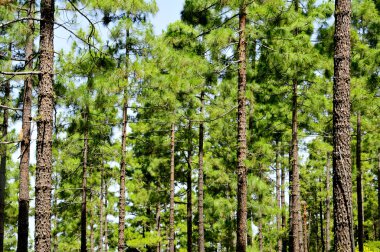 teide Milli Parkı, tenerife, Kanarya Adaları, spa Pine grove