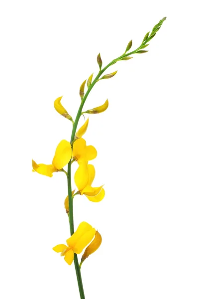Kwiaty broom hiszpański — Zdjęcie stockowe