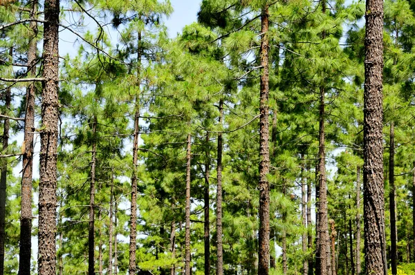 stock image Pine grove in Teide National Park, Tenerife, Canary Islands, Spa