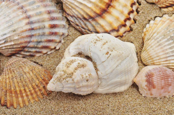 Ракушки на песке — стоковое фото