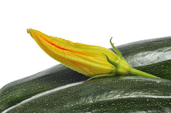 Zucchinis och zucchini blomma — Stockfoto