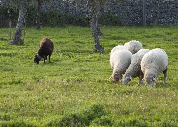 Één zwarte en vier witte schapen gescheiden — Stockfoto