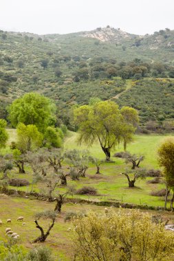 kırsal manzara