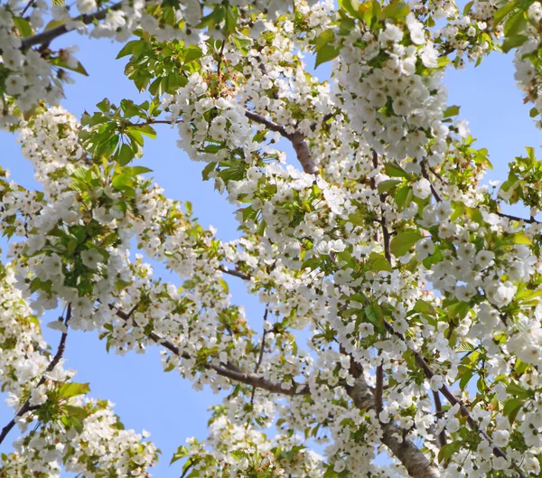 하얀 벚꽃 꽃 — 스톡 사진
