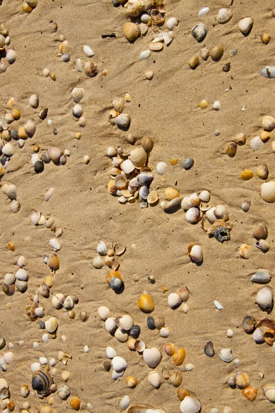 stock image Small seashells over sand