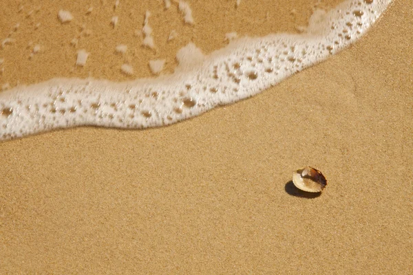Kabuk ve dalga sahilde — Stok fotoğraf
