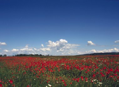 Gelincik alanı