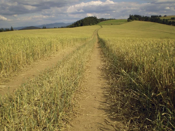 Country road in field — Stock Photo, Image