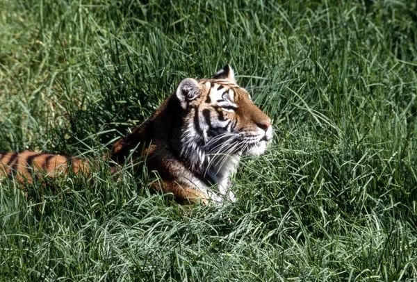 Tygrys w trawie — Zdjęcie stockowe