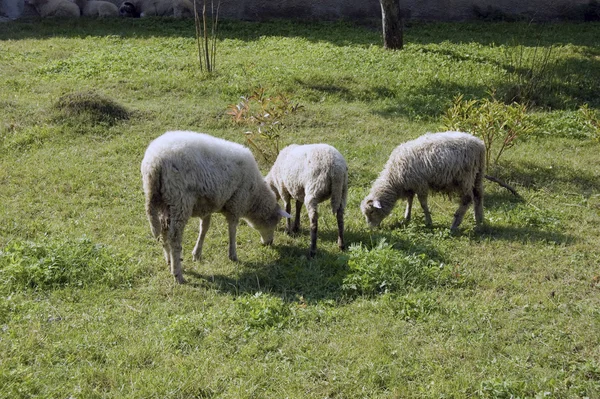 stock image Sheep grazing