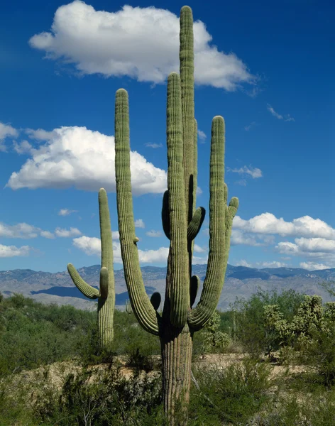 Saguaro. — Fotografia de Stock