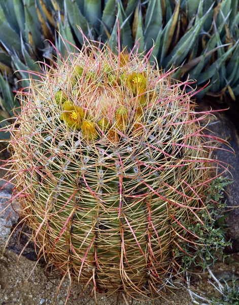 Hordó kaktusz — Stock Fotó