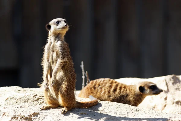 Meerkat debout — Photo