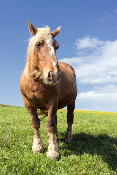 Stock image Big horse