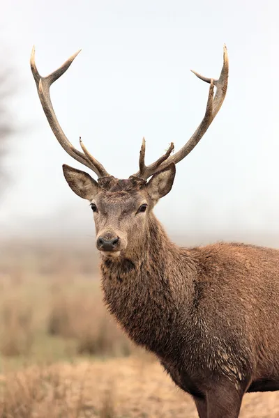 Beautifull deer — Stock Photo, Image