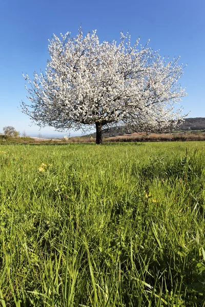 Белое весеннее дерево — стоковое фото
