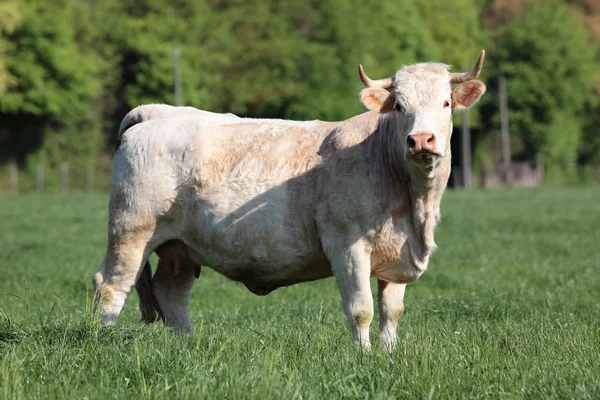 Büyük beyaz bir inek — Stok fotoğraf