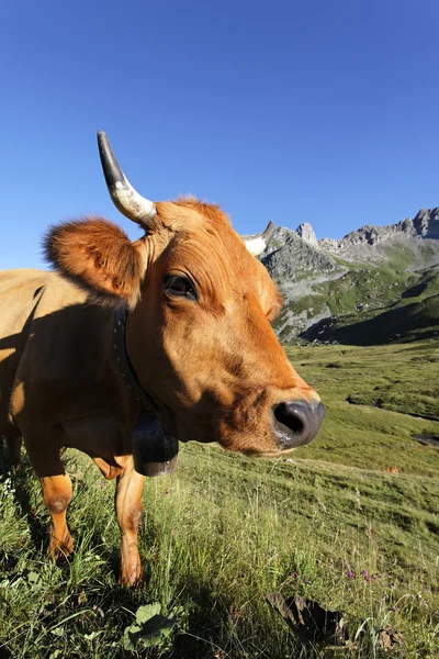 Мир коров — стоковое фото