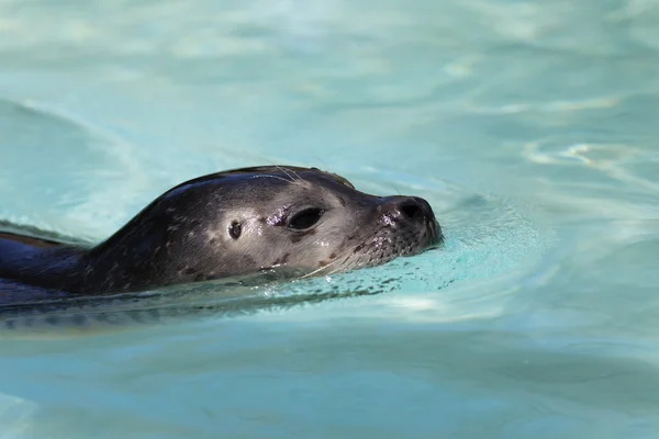 Seal head — Stock Photo, Image