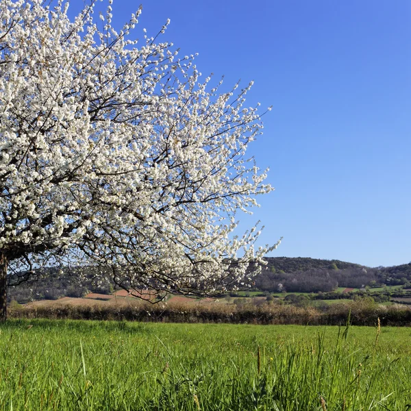 Beyaz ağaç kare — Stok fotoğraf