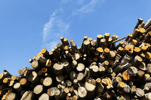 stock image Woodpile and sky