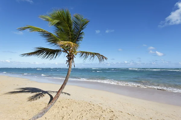 Stranden palm och sky — Stockfoto