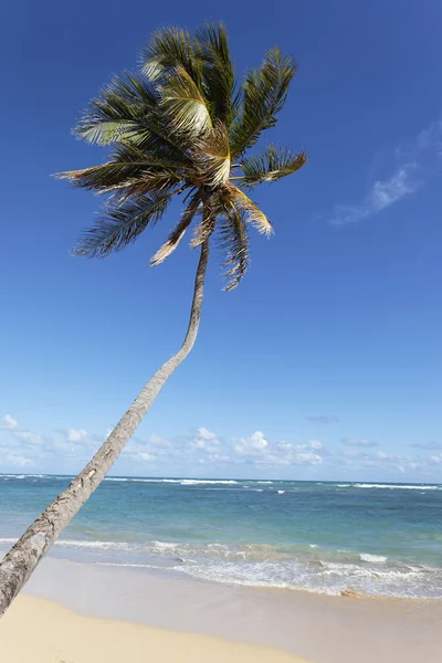 Вертикальні palm — стокове фото