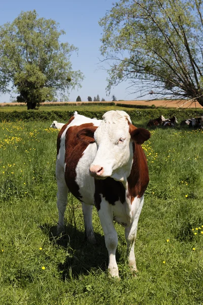 Venkovské kráva — Stock fotografie