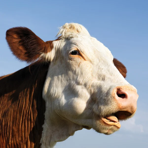 Retrato de Vaca — Fotografia de Stock